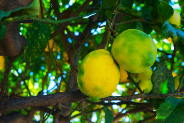 green yellow lemons hanging on a tree