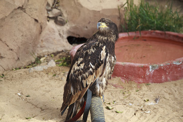 White-tailed eagle