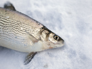 winter fishing, good catch of fish