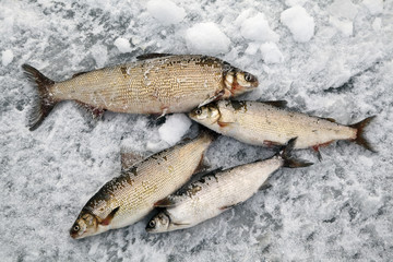 winter fishing, good catch of fish
