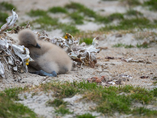 Resting Skua Chick with tan downy feathers. It is well camouflaged against the tan soil.