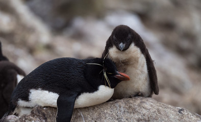 Rockhopper Penguin Chick standing above its parent that is resting on its belly.
