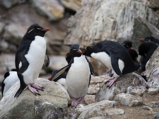 Rockhopper Penguin Grooming Another Penguin while standing among rocks.