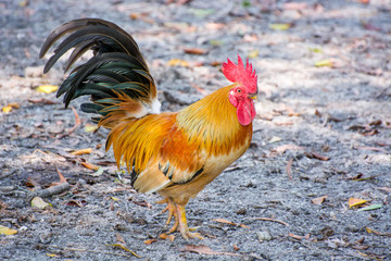 Rear view of chicken looking back