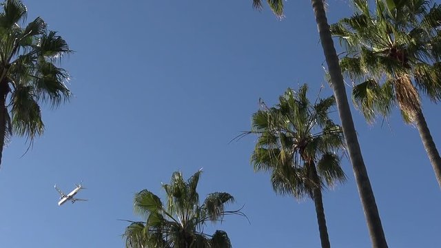 Plane landing overhead seen through palm trees

