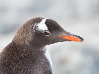 Sunlit Head of an adult Gentoo penguin with its orange beak and dark gray and white feathers.