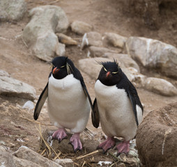 Fototapeta premium Two Rockhopper Penguins Side by Side with pink webbed feet and orange beaks. They are standing on rocky terrain, facing the camera.
