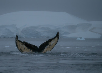 Fototapeta premium Humpback whale fluke with scars and barnacles showing at it dives. A mountain with a glacier is in the background. Photographed at dusk.