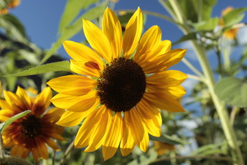 Obraz premium sunflower1