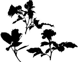 three black silhouettes of rose flowers isolated on white