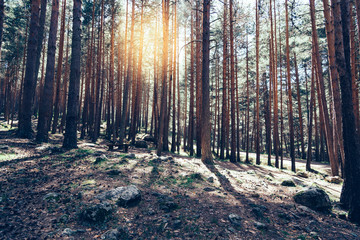 Background of trunks of pine trees in forest with sunlight