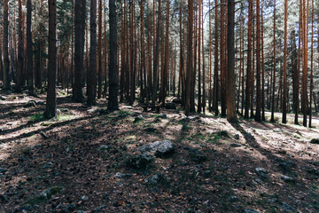 Background of trunks of pine trees in forest with sunlight