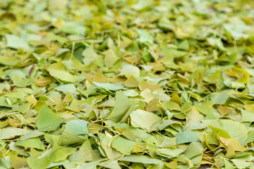 Colorful ginkgo leaves lie on the ground after a hard frost in autumn. 