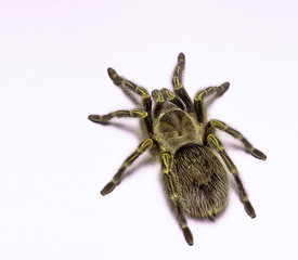 Golden knee on white background