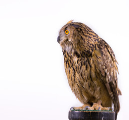Female European Eagle Owl