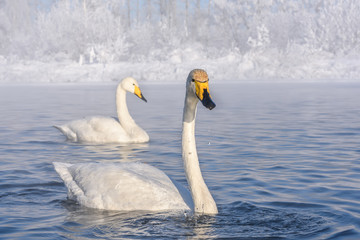 Obraz premium swans lake frost winter