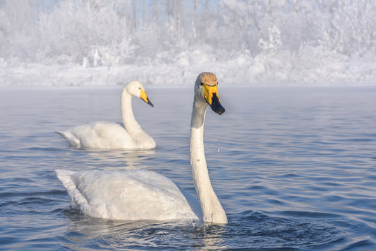 swans lake frost winter