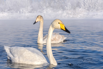 Naklejka na ściany i meble swans lake frost winter