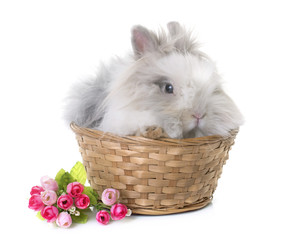 dwarf rabbit in studio