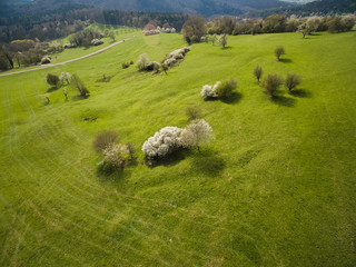 arial view of green hills with trees, Germany