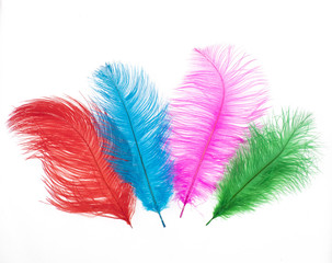 decorative colored feathers on white isolated background