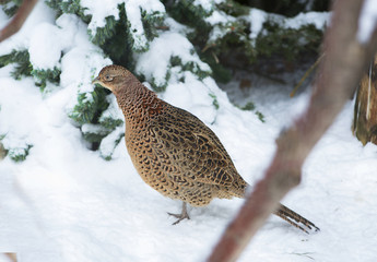 Серая куропатка