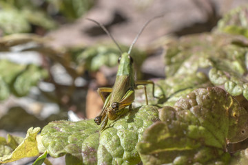 The grasshopper is defecating on a leaf of grass. An defecating insect. Macro photography. Approximate insect. Close-up