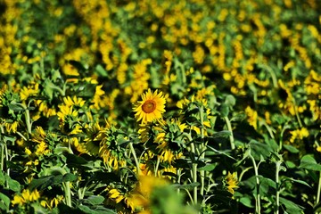 Sonnenblumenfeld