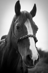 Horse Portrait