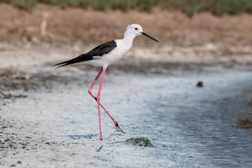 bird, wildlife, sandpiper
