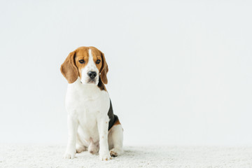 cute beagle sitting on white carpet at home