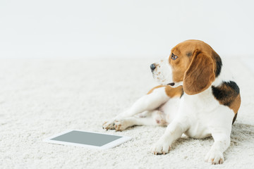 dog lying on carpet with tablet at home