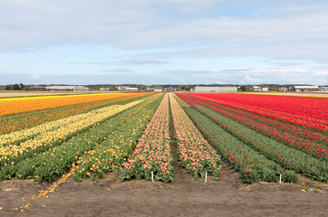 Tulip fields of the Bollenstreek, South Holland, Netherlands