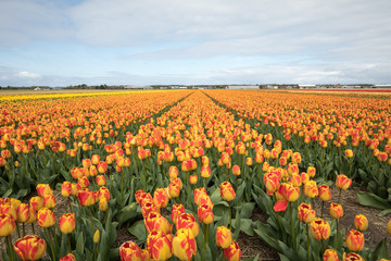 Tulip fields of the Bollenstreek, South Holland, Netherlands
