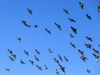 storno di uccelli