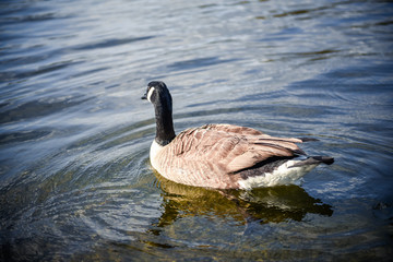 Duck on a pond in the city park in sunny autumn day.