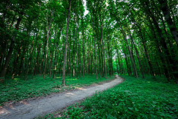 beautiful green forest