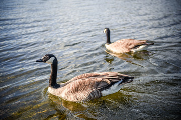 Duck on a pond in the city park in sunny autumn day.