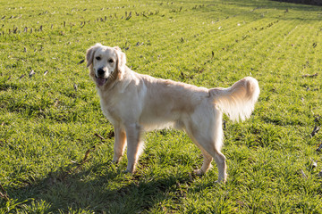cane Golden Retriever