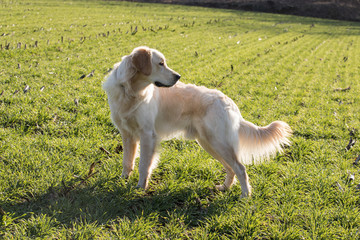 cane Golden Retriever