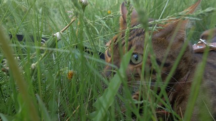 Bengal cat walks in the grass. He shows different emotions. The view of the animal is very close to the grass. The ears are lowered and set back: an offensive posture, anger.