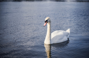 Single White Swan Swimming Gracefully On The Lake