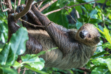 A relaxed sleepy Linnaeus's two-toed sloth (Choloepus didactylus) hanging in tree canopy. Dubai, UAE.