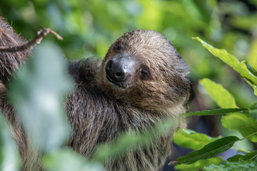 A relaxed sleepy Linnaeus's two-toed sloth (Choloepus didactylus) hanging in tree canopy. Dubai, UAE.