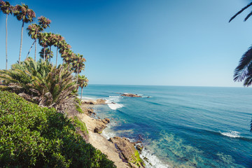 Naklejka premium Palmy w Laguna Beach w Kalifornii