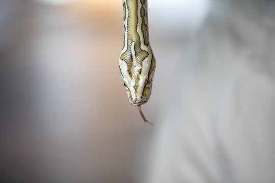 Close-up portrait of a young yellow pattern Burmese python (Python bivittatus) held in hand. Dubai, UAE.