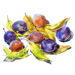 Southern, delicious, ripe, vitamin plums with leaves. Watercolor. Illustration