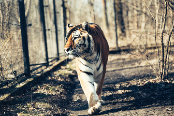 Portrait of big tiger walking in forest