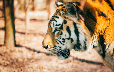 Portrait of big tiger walking in forest