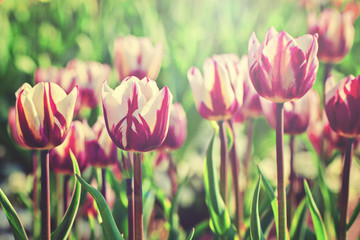 Obraz premium Tulips in rim light